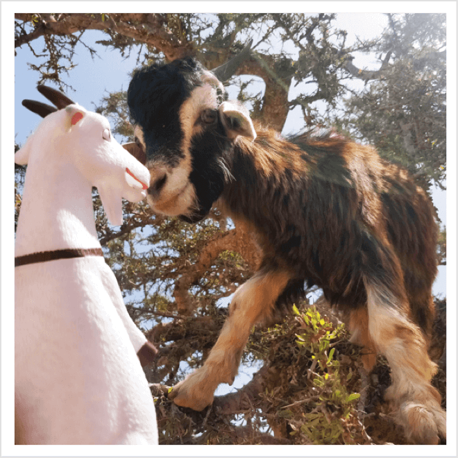 A goat on a tree